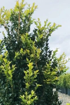 Arctic Emerald Columnar Boxwood - 1 Gallon Pot -Trees And Plants buxus sempervirens arctic emerald boxwood 12 1