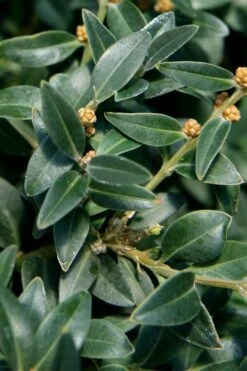 Arctic Emerald Columnar Boxwood - 1 Gallon Pot -Trees And Plants buxus sempervirens arctic emerald boxwood 16 1