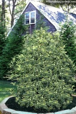 Golden Weeping Boxwood (Buxus Sempervirens 'Aurea Pendula') - 1 Gallon Pot -Trees And Plants buxus sempervirens aurea pendula variegated weeping boxwood 3