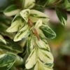 Golden Weeping Boxwood (Buxus Sempervirens 'Aurea Pendula') - 1 Gallon Pot -Trees And Plants buxus sempervirens aurea pendula variegated weeping boxwood 5
