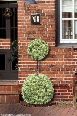 Variegated Boxwood 2-Ball Poodle Tier Topiary - 5 Gallon Pot -Trees And Plants buxus sempervirens aureovariegata boxwood 2 ball poodle tier 8