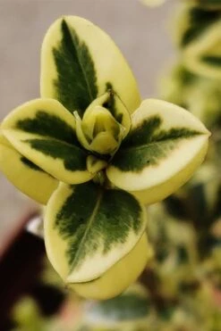 Variegated Boxwood (Buxus Sempervirens 'Aureovariegata') - 2 Gallon Pot - SALE -Trees And Plants buxus sempervirens aureovariegata variegated boxwood 1 3