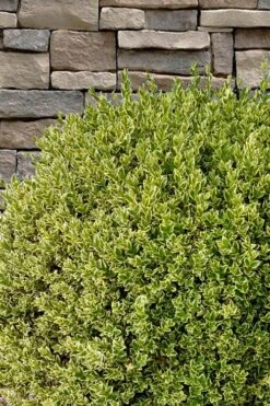 Variegated Boxwood (Buxus Sempervirens 'Aureovariegata') - 2 Gallon Pot -Trees And Plants buxus sempervirens aureovariegata variegated boxwood 10 1
