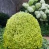 Variegated Boxwood (Buxus Sempervirens 'Aureovariegata') - 2 Gallon Pot - SALE -Trees And Plants buxus sempervirens aureovariegata variegated boxwood 5 2