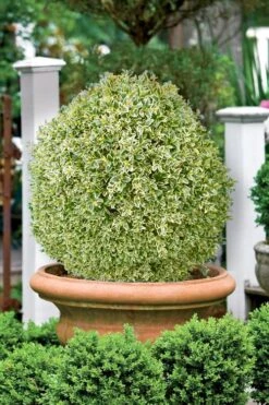Elegans Variegated Boxwood - Buxus Sempervirens 'Elegantissima' - 3 Gallon Pot -Trees And Plants buxus sempervirens elegantissima variegated boxwood 101