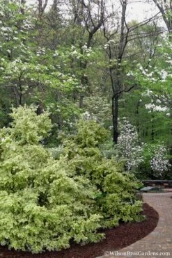 Elegans Variegated Boxwood - Buxus Sempervirens 'Elegantissima' - 3 Gallon Pot -Trees And Plants buxus sempervirens elegantissima variegated boxwood 102