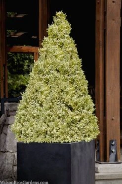 Elegans Variegated Boxwood - Buxus Sempervirens 'Elegantissima' - 2 Gallon Pot -Trees And Plants buxus sempervirens elegantissima variegated boxwood 105 1