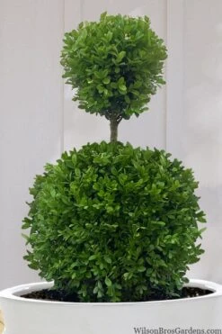 Dwarf English Boxwood Two-Ball Poodle Tier Topiary - 3 Gallon Pot -Trees And Plants buxus sempervirens suffruticosa standard two ball topiary boxwood 10