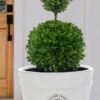 Dwarf English Boxwood Two-Ball Poodle Tier Topiary - 3 Gallon Pot -Trees And Plants buxus sempervirens suffruticosa standard two ball topiary boxwood 4