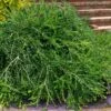 Unraveled Weeping Boxwood - 3 Gallon Pot -Trees And Plants buxus sempervirens unraveled weeping boxwood 16