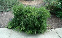 Unraveled Weeping Boxwood - 3 Gallon Pot -Trees And Plants buxus sempervirens unraveled weeping boxwood 7