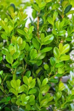 Winterstar Boxwood - 1 Gallon Pot -Trees And Plants buxus winterstar boxwood 1 1