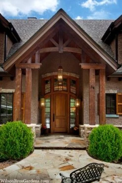 Winterstar Boxwood - 2 Gallon Pot -Trees And Plants buxus winterstar boxwood 3