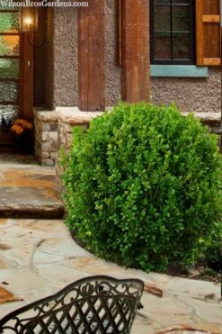 Winterstar Boxwood - 1 Gallon Pot -Trees And Plants buxus winterstar boxwood 4 1