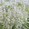 Calamint Plant (Calamintha Nepeta) - 1 Gallon Pot -Trees And Plants calamint 12