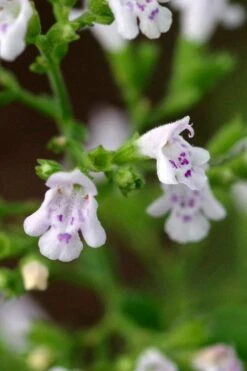 Calamint Plant (Calamintha Nepeta) - 1 Gallon Pot -Trees And Plants calamint 14