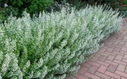 White Cloud Calamint - 5 Pack Of Quart Pots -Trees And Plants calamint white cloud 1