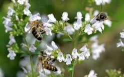 White Cloud Calamint - 5 Pack Of Quart Pots -Trees And Plants calamint white cloud 5