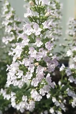 White Cloud Calamint - 5 Pack Of Quart Pots -Trees And Plants calamint white cloud 7