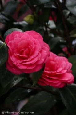 April Dawn Cold Hardy Camellia Japonica - 1 Gallon Pot -Trees And Plants camellia april dawn 20