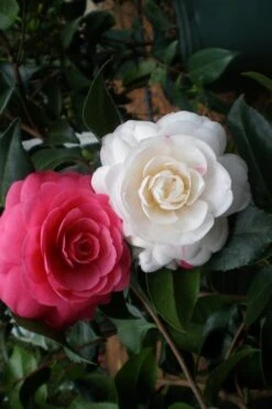 April Dawn Cold Hardy Camellia Japonica - 1 Gallon Pot -Trees And Plants camellia april dawn 21