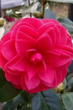 Glen 40 Camellia Japonica - 1 Gallon Pot -Trees And Plants camellia glen 40 2
