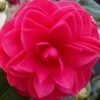 Glen 40 Camellia Japonica - 1 Gallon Pot -Trees And Plants camellia glen 40 2 thumbnail