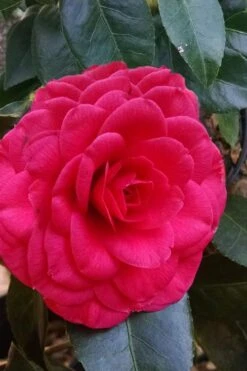 Glen 40 Camellia Japonica - 1 Gallon Pot -Trees And Plants camellia glen 40 3
