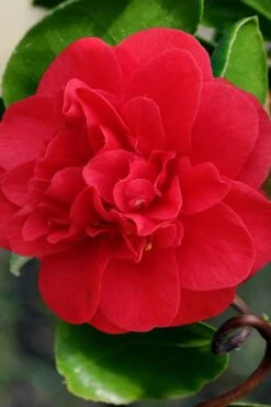 Curly Lady Camellia Japonica - 1 Gallon Pot 19 Curly Lady Camellia Japonica - 1 Gallon Pot -Trees And Plants camellia japonica curly lady 1