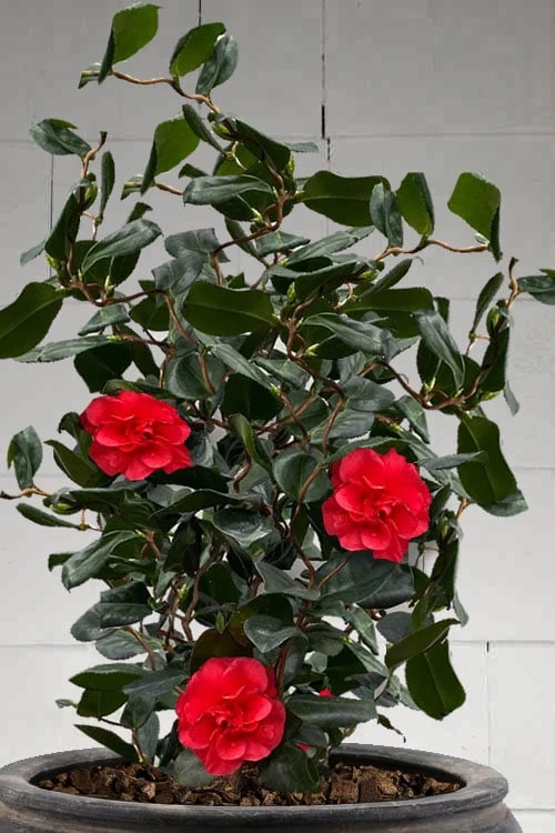 Curly Lady Camellia Japonica - 1 Gallon Pot 3 Curly Lady Camellia Japonica - 1 Gallon Pot