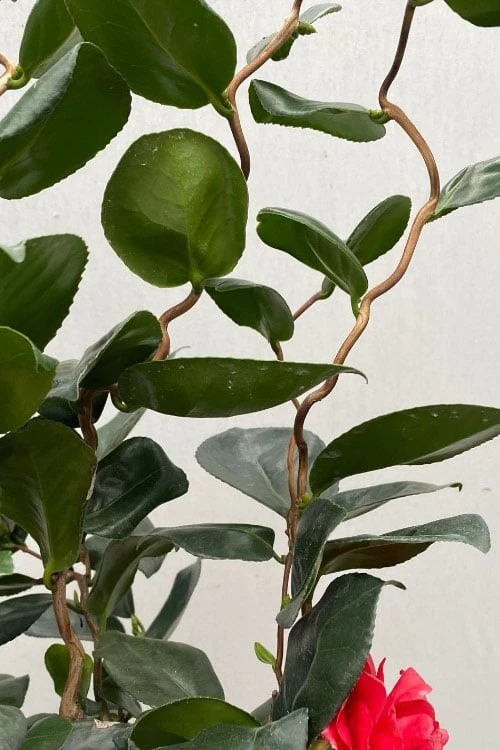 Curly Lady Camellia Japonica - 1 Gallon Pot 10 Curly Lady Camellia Japonica - 1 Gallon Pot - Image 8