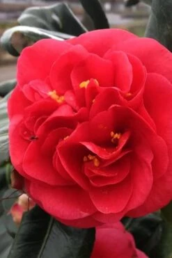 Curly Lady Camellia Japonica - 1 Gallon Pot 14 Curly Lady Camellia Japonica - 1 Gallon Pot -Trees And Plants camellia japonica curly lady 6