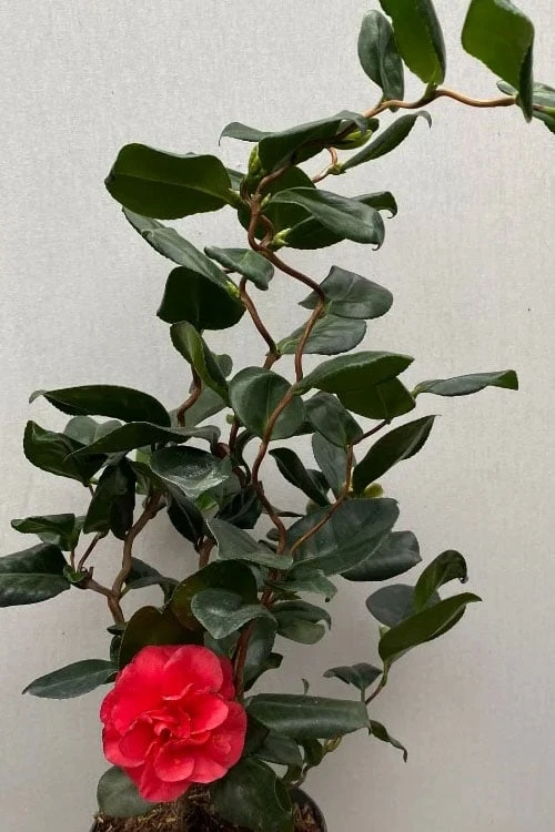 Curly Lady Camellia Japonica - 1 Gallon Pot 7 Curly Lady Camellia Japonica - 1 Gallon Pot - Image 5
