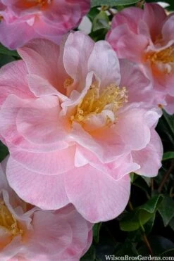 Junior Miss Fragrant Pink Camellia - 7 Gallon Pot -Trees And Plants camellia japonica junior miss 2