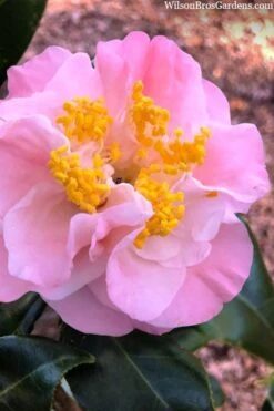 Junior Miss Fragrant Pink Camellia - 7 Gallon Pot
