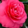 Rose Dawn Camellia Japonica - 1 Gallon Pot