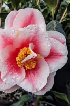 Sadaharu Oh Camellia - 7 Gallon Pot (3-4') -Trees And Plants camellia japonica sadaharu oh 100