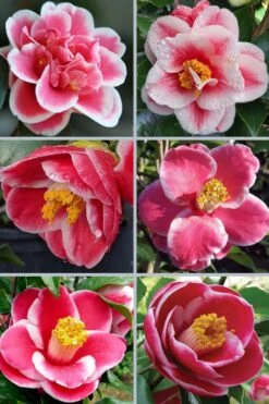 Sadaharu Oh Camellia - 7 Gallon Pot (3-4') -Trees And Plants camellia japonica sadaharu oh 102