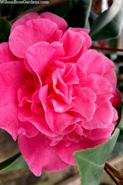 Marie Bracey Camellia Japonica - 3 Gallon Pot -Trees And Plants camellia marie bracey 102