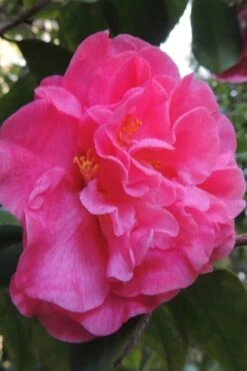 Marie Bracey Camellia Japonica - 3 Gallon Pot -Trees And Plants camellia marie bracey 5