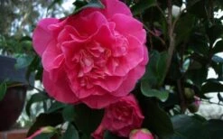Marie Bracey Camellia Japonica - 3 Gallon Pot -Trees And Plants camellia marie bracey 6