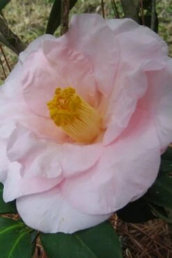 Moonlight Bay Camellia Japonica - 3 Gallon Pot -Trees And Plants camellia moonlight bay 5