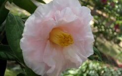 Moonlight Bay Camellia Japonica - 3 Gallon Pot -Trees And Plants camellia moonlight bay 6