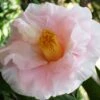 Moonlight Bay Camellia Japonica - 3 Gallon Pot -Trees And Plants camellia moonlight bay 8