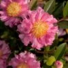 October Magic Carpet Dwarf Camellia - 1 Gallon Pot -Trees And Plants camellia october magic carpet 10