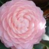 Otome Pink Camellia Japonica - 3 Gallon Pot -Trees And Plants camellia otome