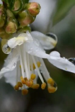 Parvilimba Camellia - 5 Gallon Pot -Trees And Plants camellia parvilimba 1