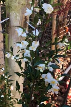 Parvilimba Camellia - 5 Gallon Pot -Trees And Plants camellia parvilimba 4