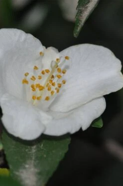 Parvilimba Camellia - 5 Gallon Pot -Trees And Plants camellia parvilimba 6