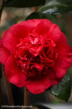 Professor Sargent Camellia Japonica - 1 Gallon Pot -Trees And Plants camellia professor sargent 20